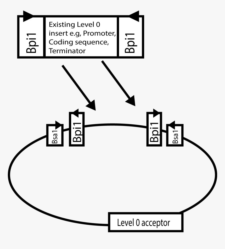 Golden Gate Cloning Level 1, HD Png Download