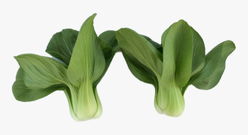 Maidenhair Tree, HD Png Download