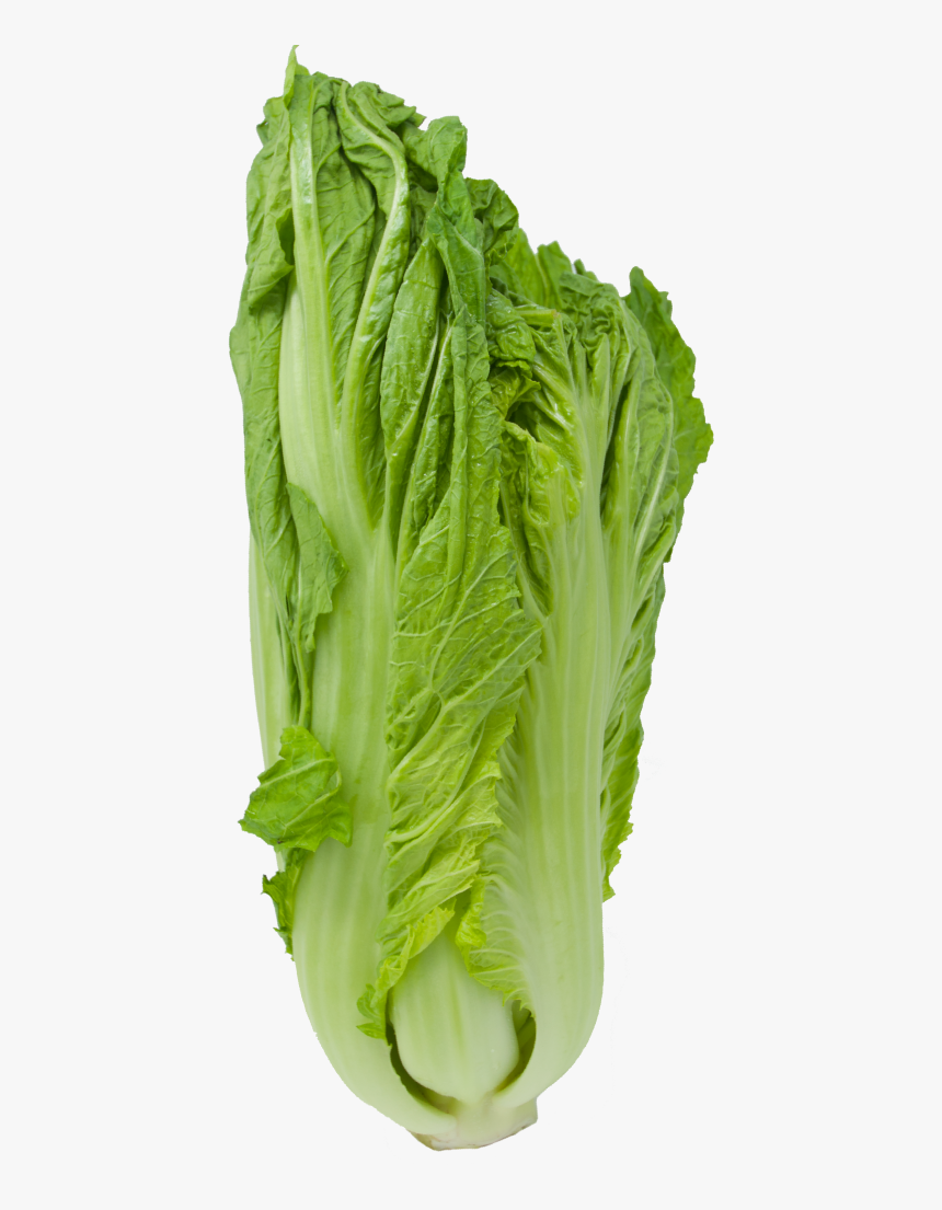 Romaine Lettuce, HD Png Download