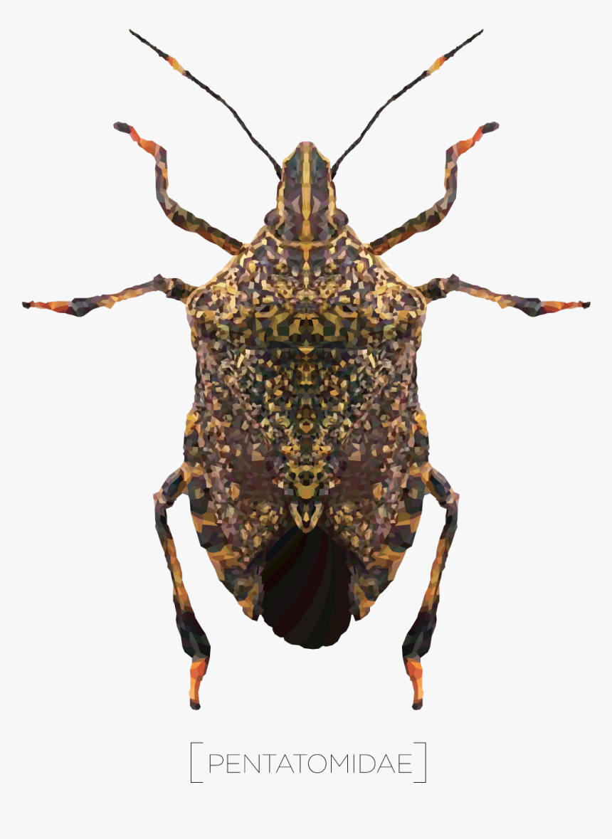 Weevil, HD Png Download