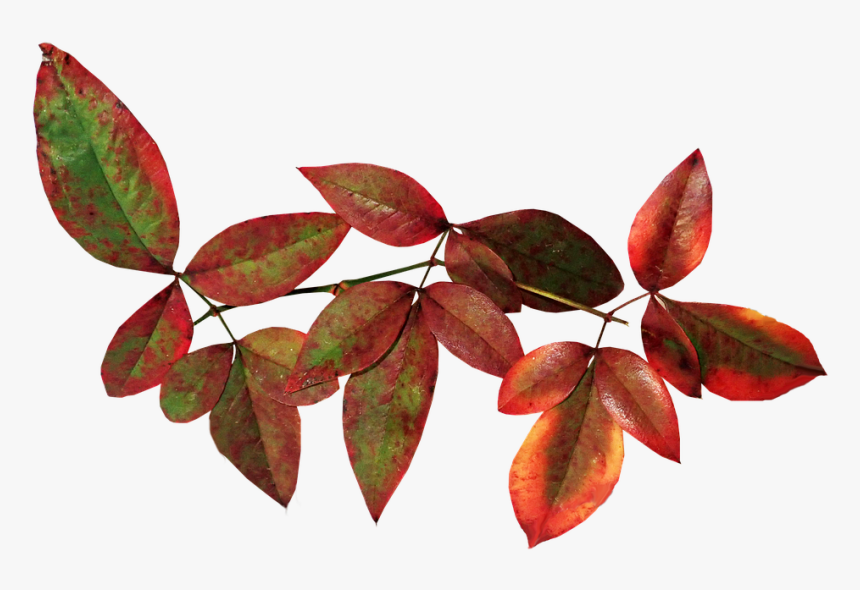 Leaves, Bamboo, Nandina, Autumn, Fall, Nature, Garden - Riberry, HD Png Download