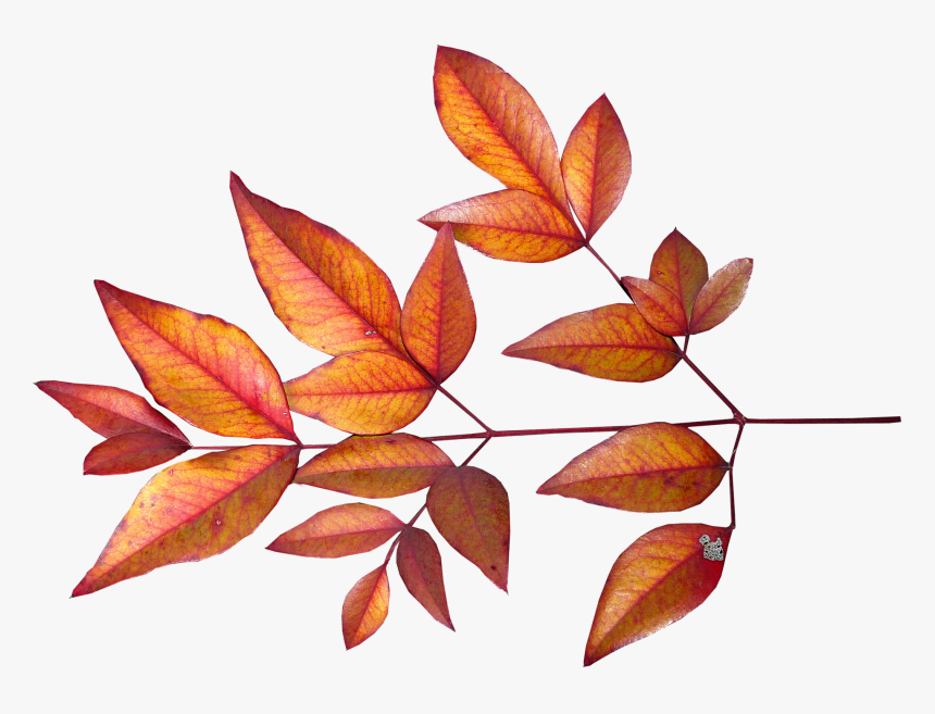 Leaves, Bamboo, Autumn, Fall, Garden, Season - Png Őszi Levelek, Transparent Png