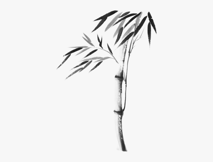 Bamboo Plant Drawing Transparent, HD Png Download