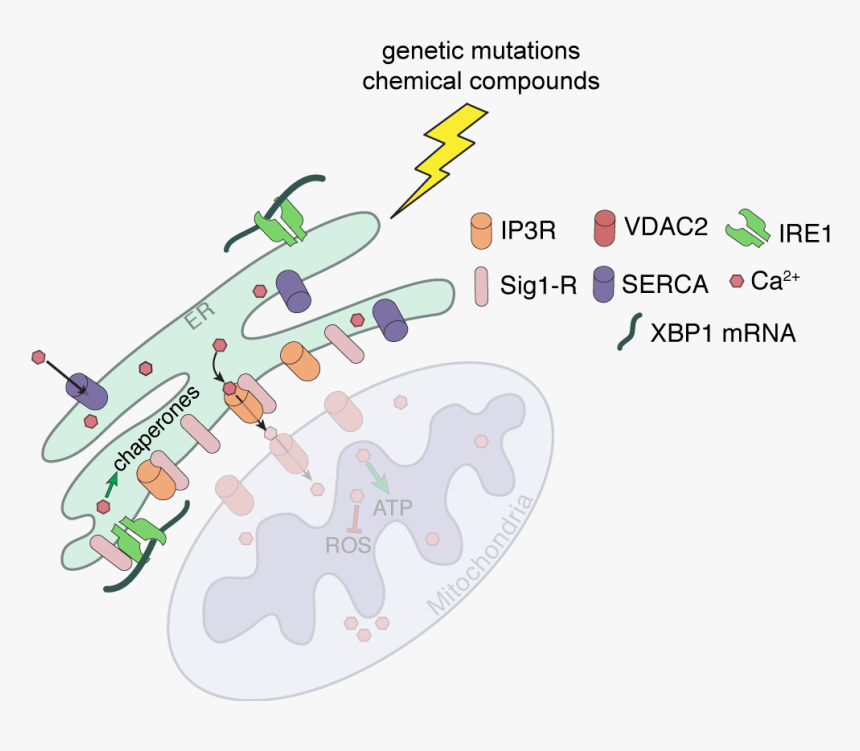 Cell Stress Assay Kit, HD Png Download