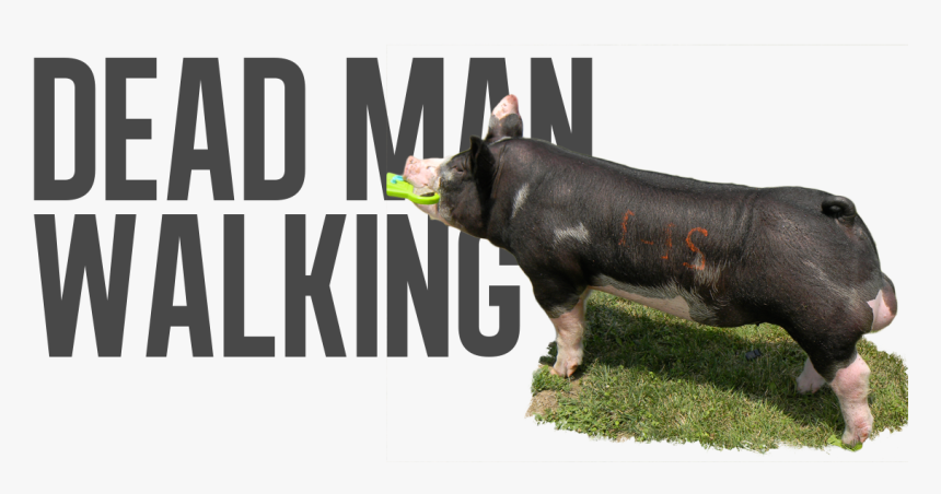 Domestic Pig, HD Png Download