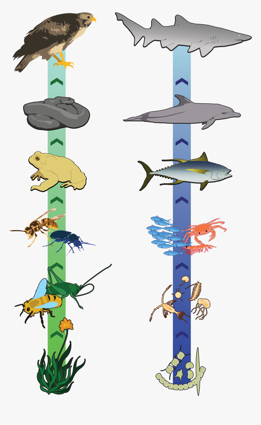 Thumb Image - Food Chain Great Lakes, HD Png Download