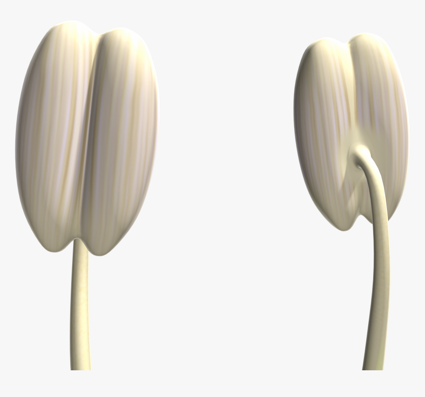 Still Life Photography, HD Png Download