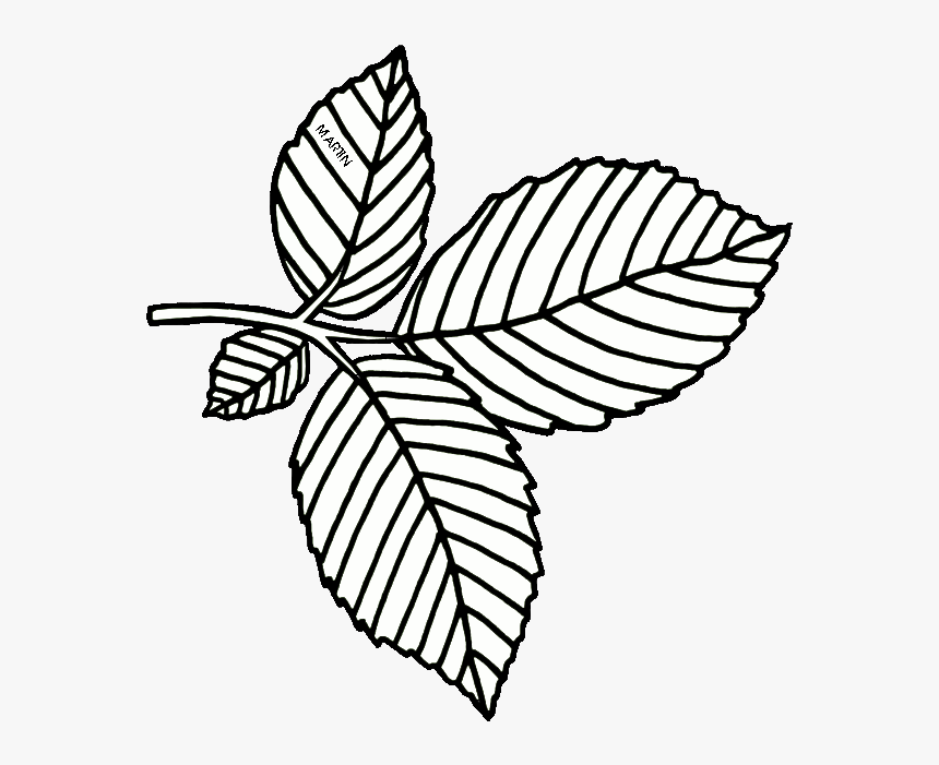 United States Clip Art By Phillip Martin, Massachusetts - American Elm Leaf Drawing, HD Png Download