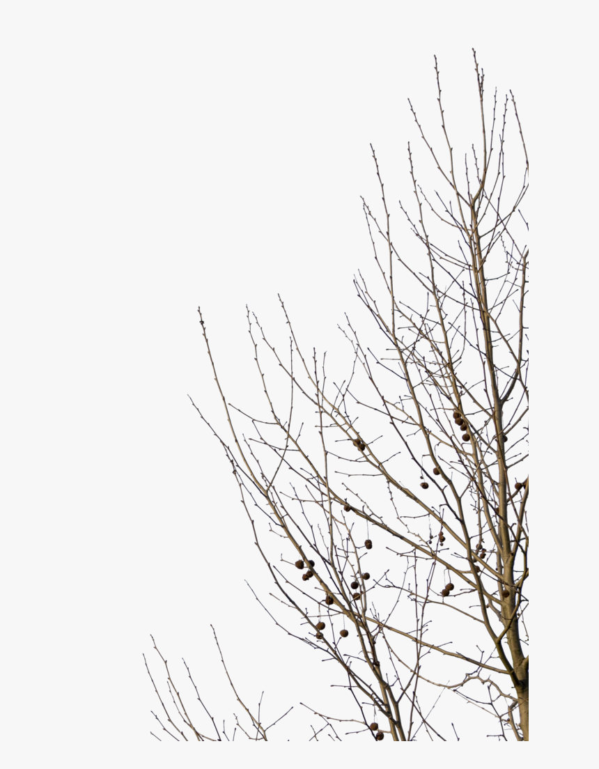 Line Art, HD Png Download