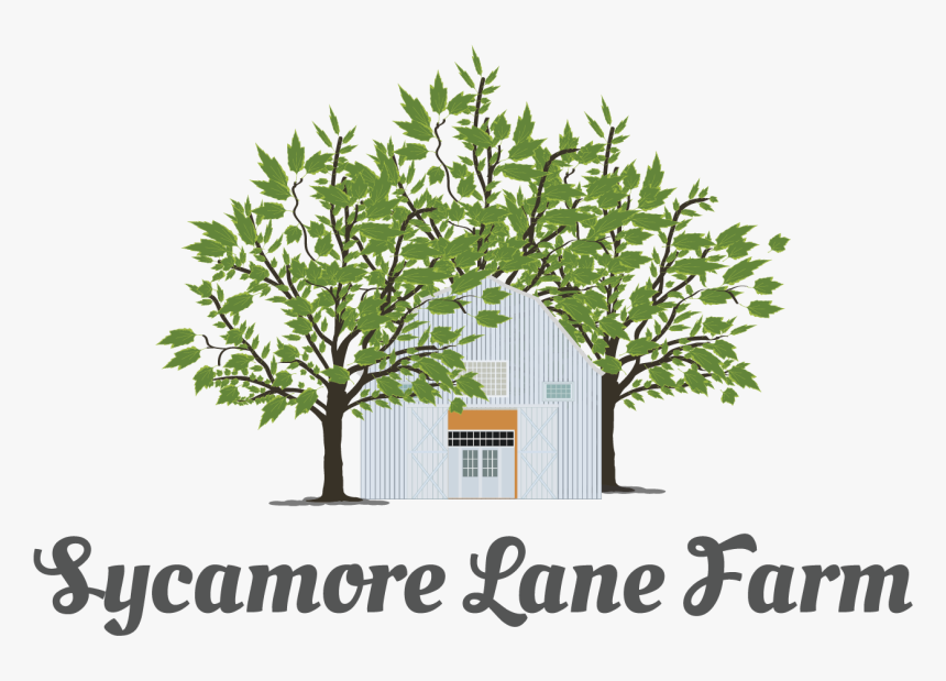 Transparent Sycamore Tree Png - Faezeh Name, Png Download