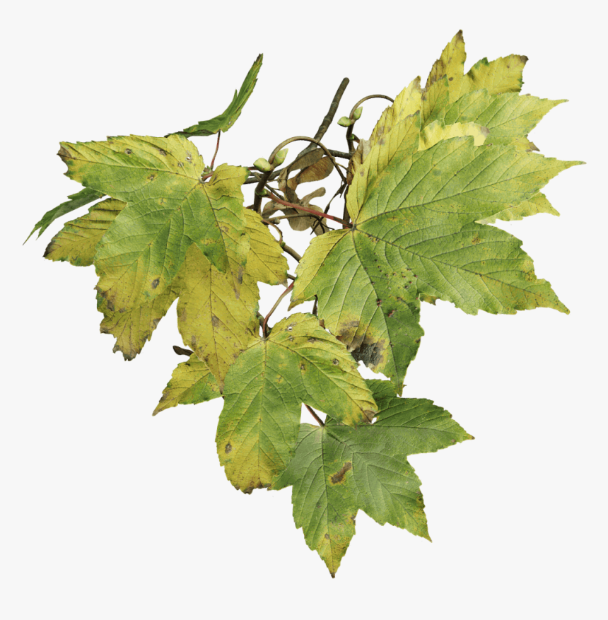 Sycamore Leaf Png, Transparent Png