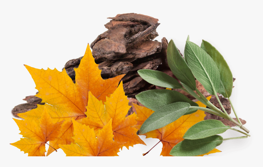 Corteza De Arbol Png, Transparent Png