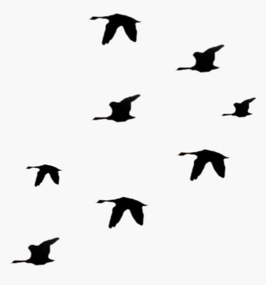 Ftestickers Birds Flock Silhouette Bird Animal - Flock, HD Png Download