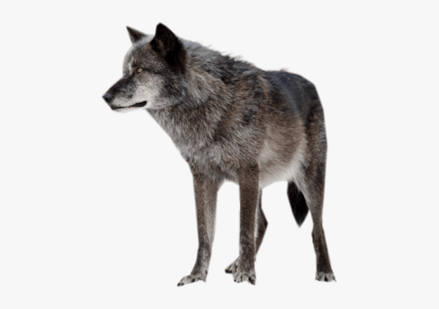 Rena Indian Warrior Princess, HD Png Download