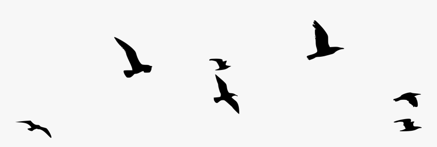 Seabird, HD Png Download