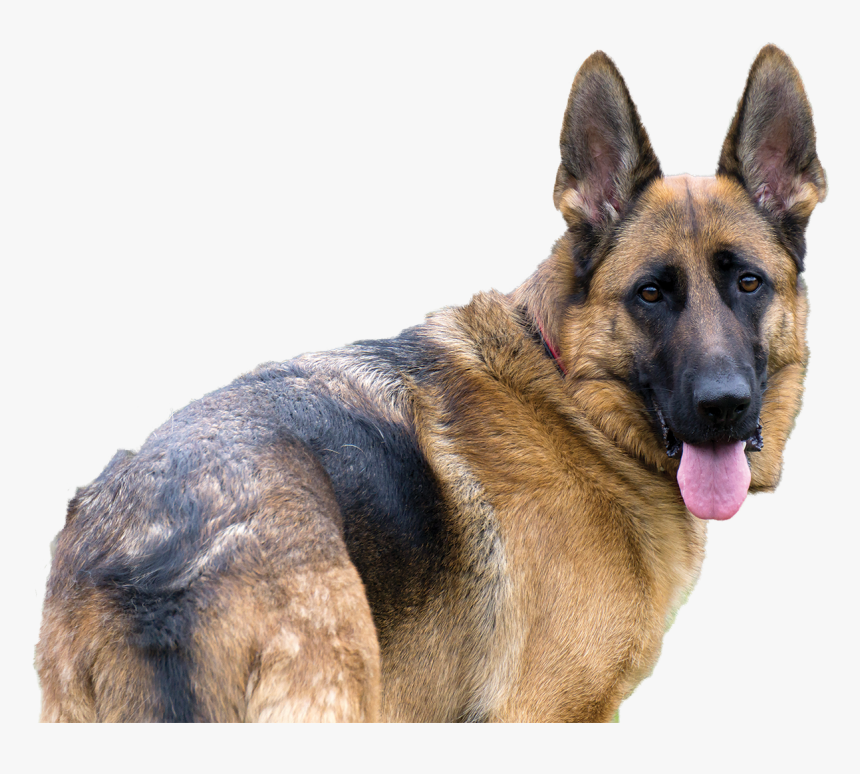 German Shepherd Png - German Shepherd Dog Transparent, Png Download