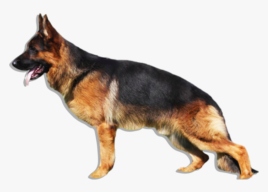 Transparent German Shepherd Puppy Png - Dog German Shepherd Png, Png Download