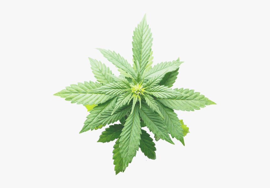 Cannabis V1 Cbd, HD Png Download