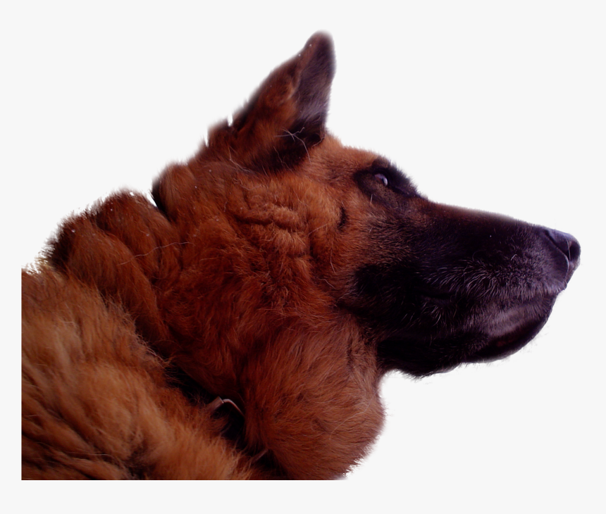German Shepherd , Deutscher Schäferhund (folder Vi) - Deutschland Flag, HD Png Download