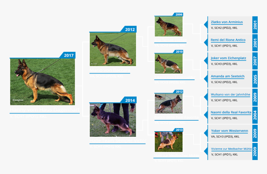 Old German Shepherd Dog, HD Png Download