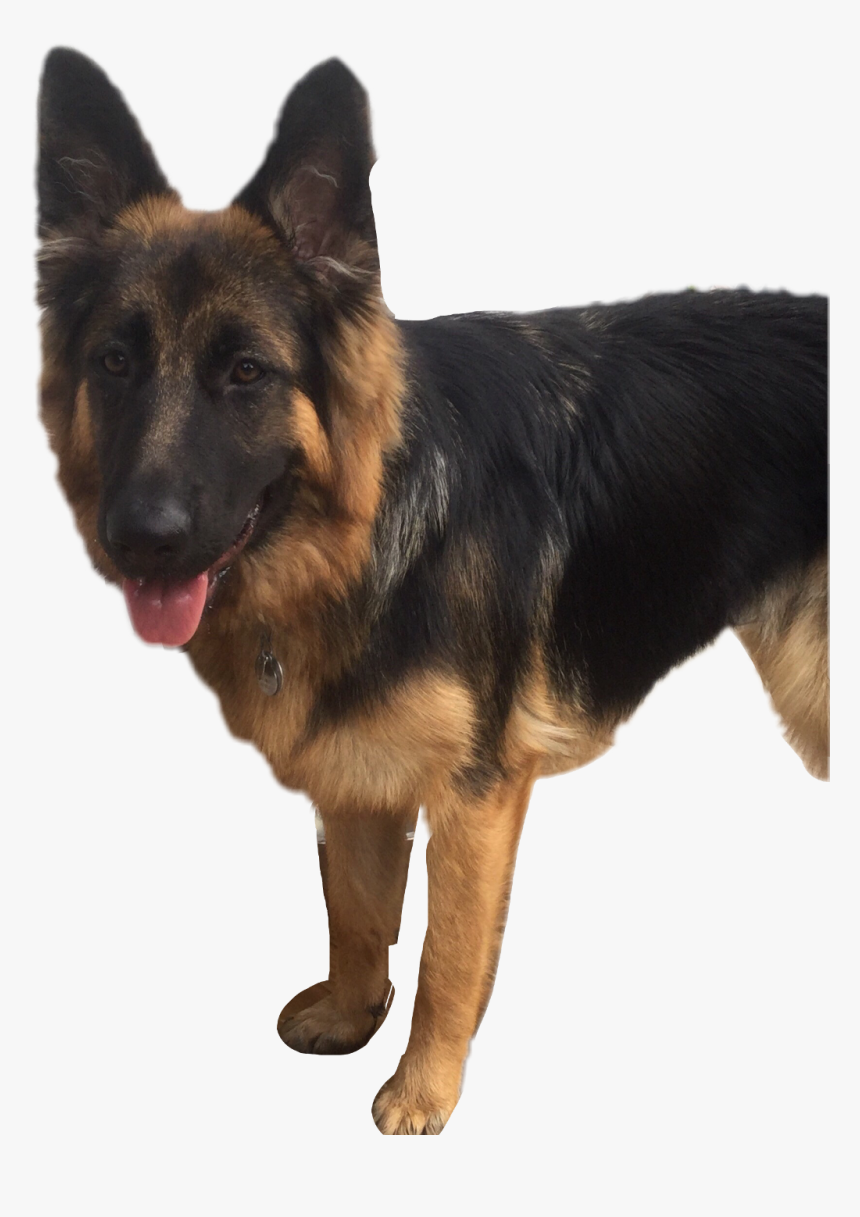 #germanshepard #puppy #roxanna#freetoedit, HD Png Download