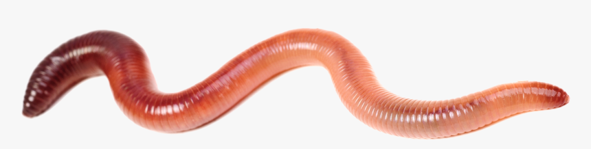 I Do Have A Limited Supply Of Free Worms To Giveaway - Earthworm, HD Png Download