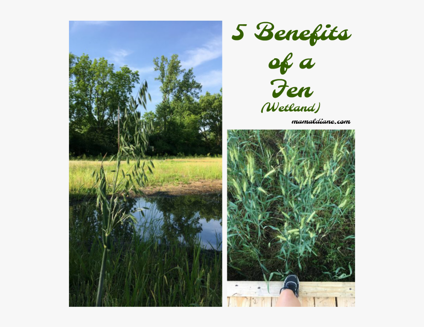 Afiq Yunos, HD Png Download