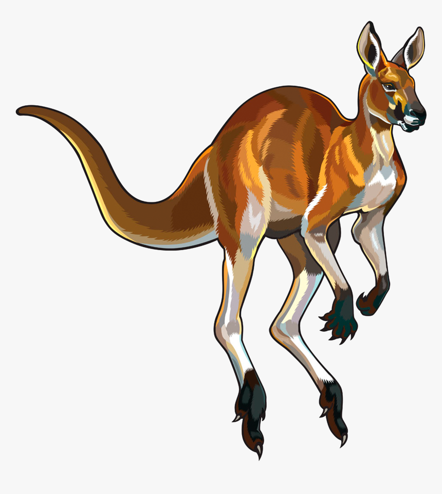 Jumping Cartoon Of Kangaroo, HD Png Download