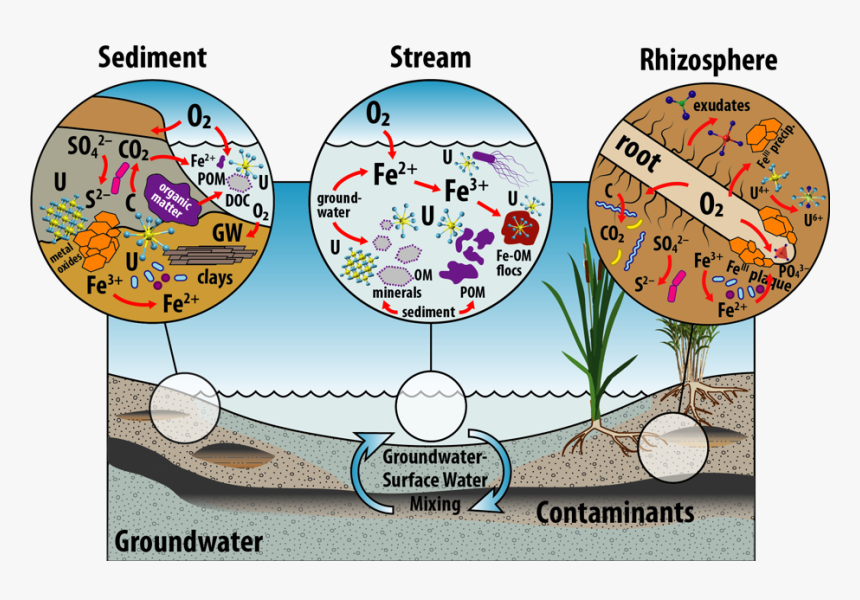 Tim Branch Riparian Wetland - Circle, HD Png Download