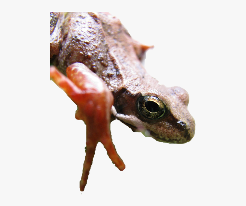 Eastern Spadefoot, HD Png Download