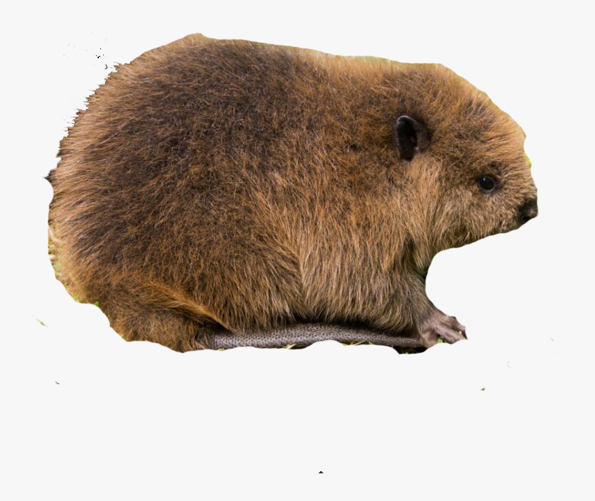 Beaver Baby Transparent Background, HD Png Download