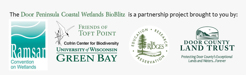 Pine, HD Png Download