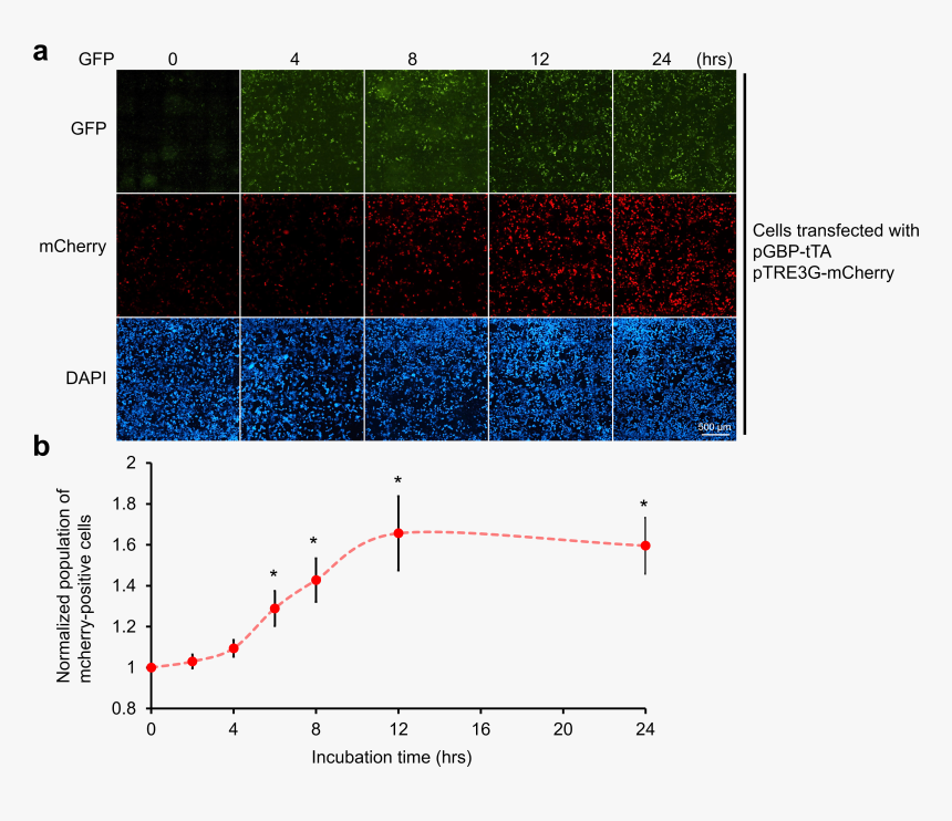Diagram, HD Png Download