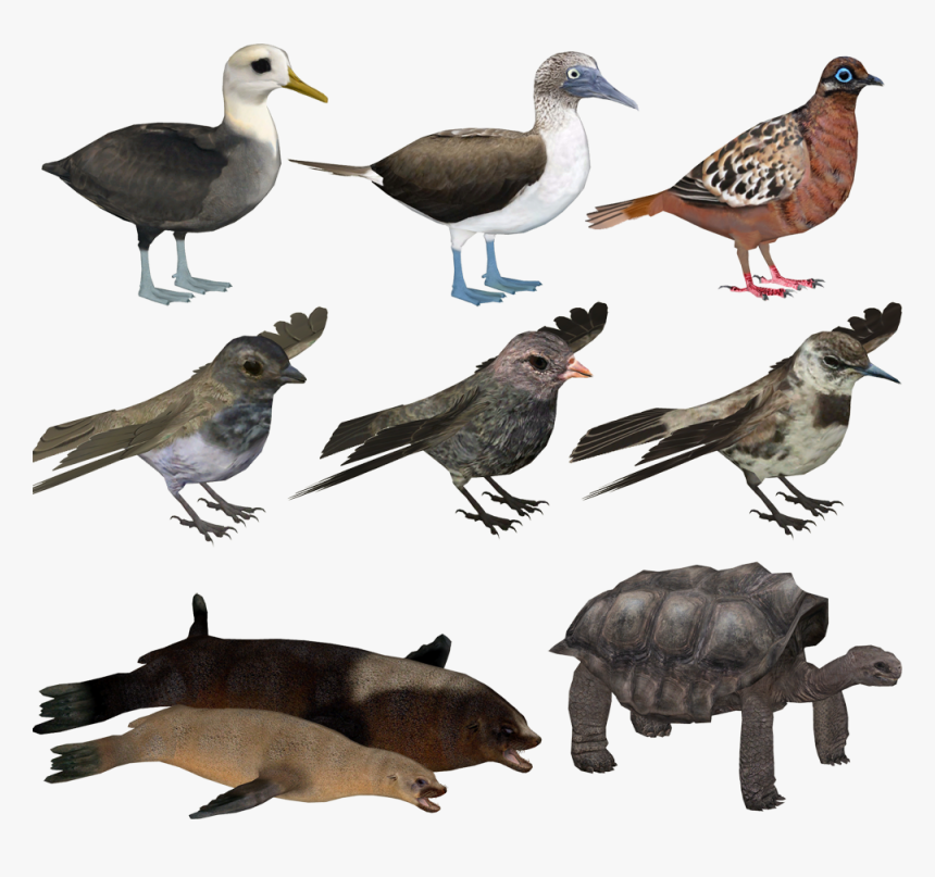 Blue Footed Booby Png, Transparent Png