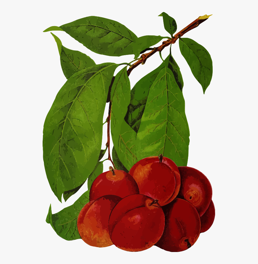 Plums - Fruit Tree, HD Png Download
