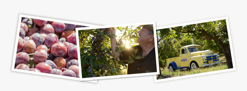 Learn About The Sunsweet Story - Natural Foods, HD Png Download