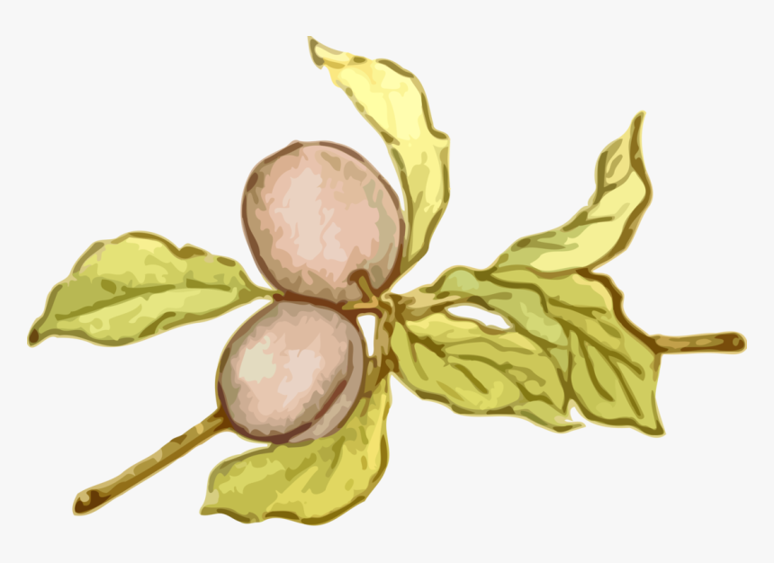 Plant,flower,leaf - Illustration, HD Png Download