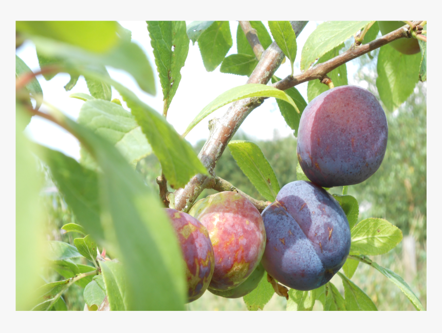 Fruit Tree, HD Png Download