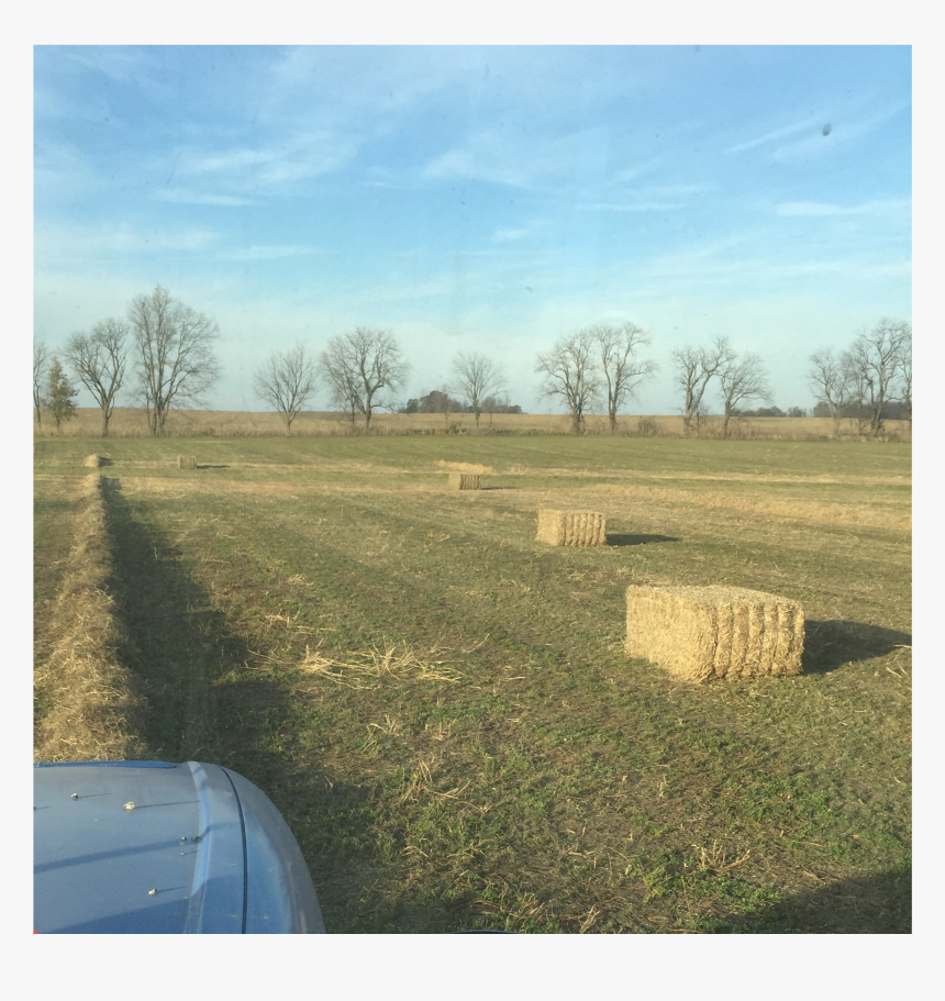 Grass, HD Png Download