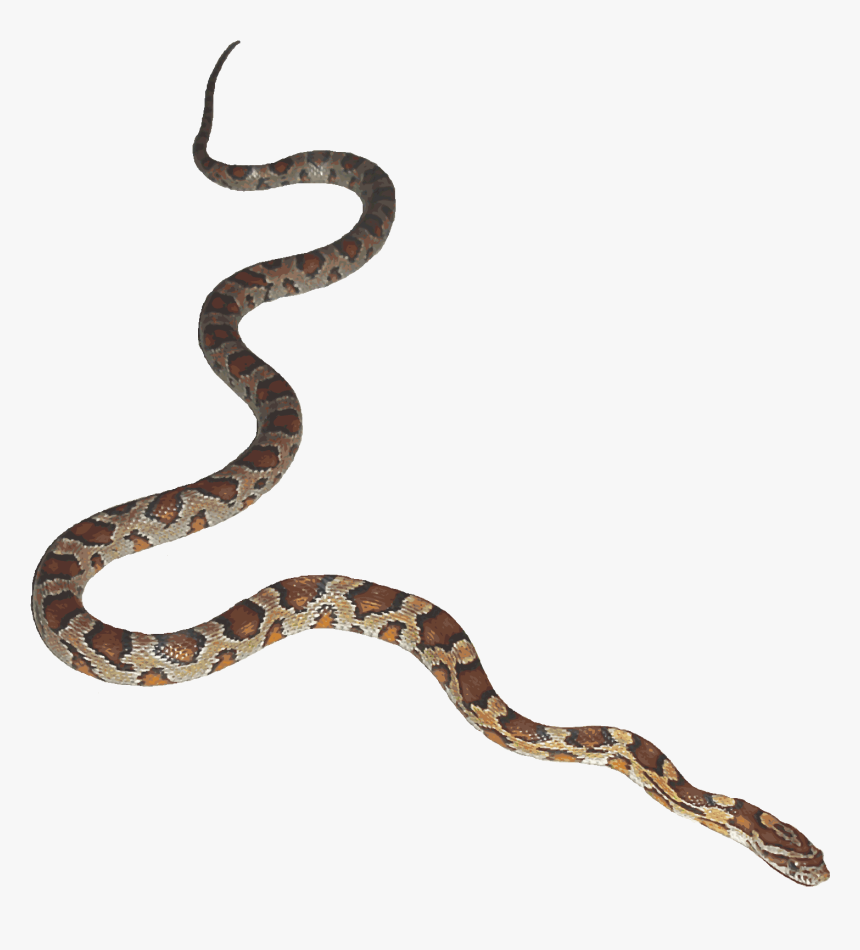 Transparent#halloween Png#halloween#snake Transparent#snake - Snake Transparent Background Gif, Png Download