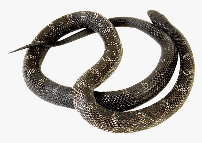 Common Kingsnake, HD Png Download