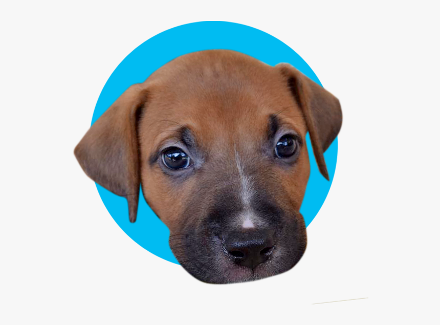 Puppy Satin - Companion Dog, HD Png Download