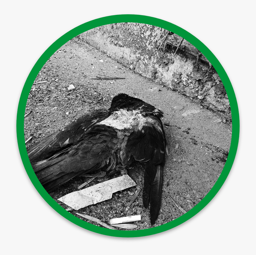 Get Rid Of Dead Wildlife - American Crow, HD Png Download