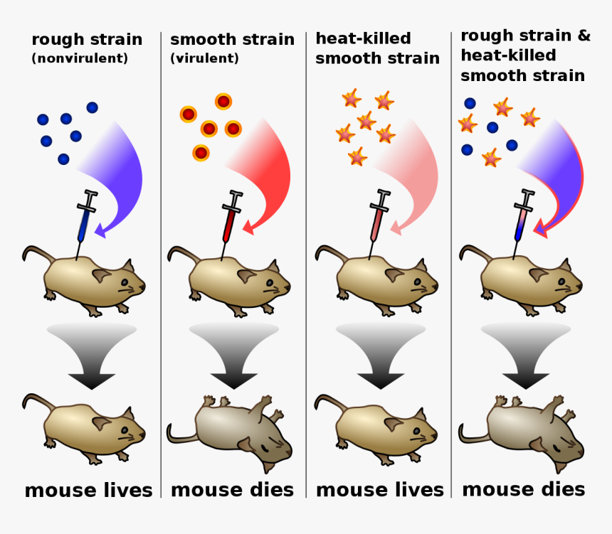 Robert Koch Experiment On Anthrax, HD Png Download