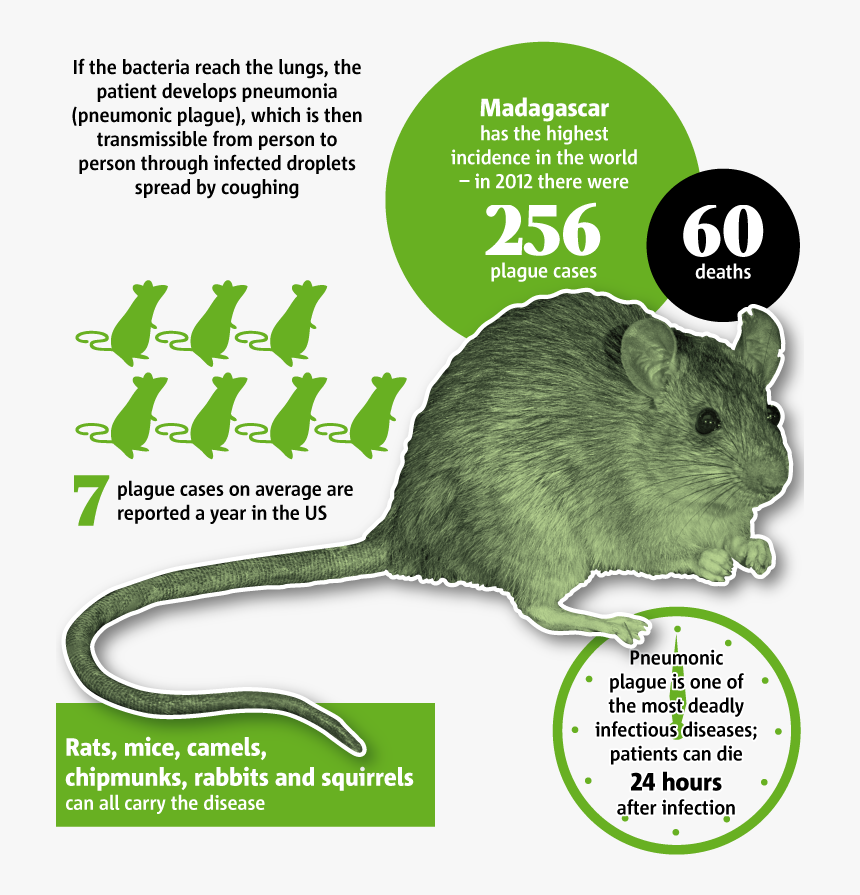 2901 Plague Part - Mouse, HD Png Download