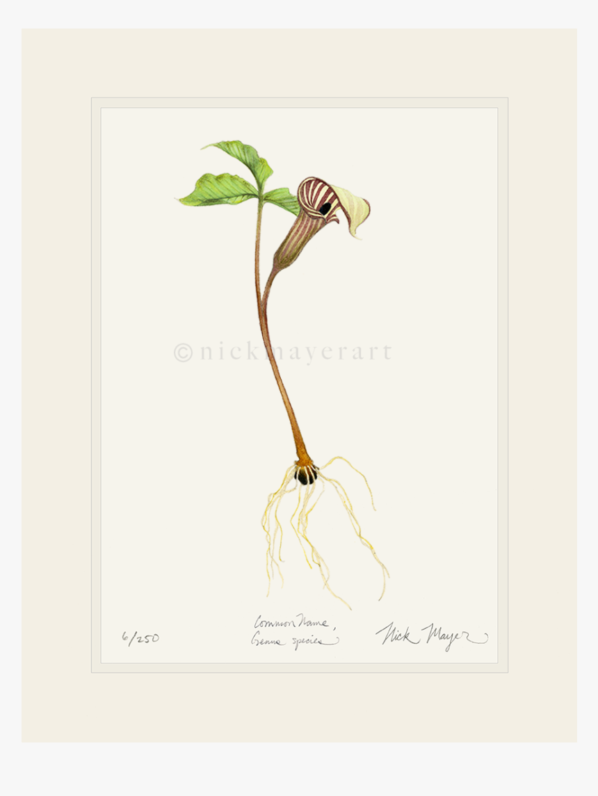 Jack In The Pulpit Wildflower Print - Illustration, HD Png Download