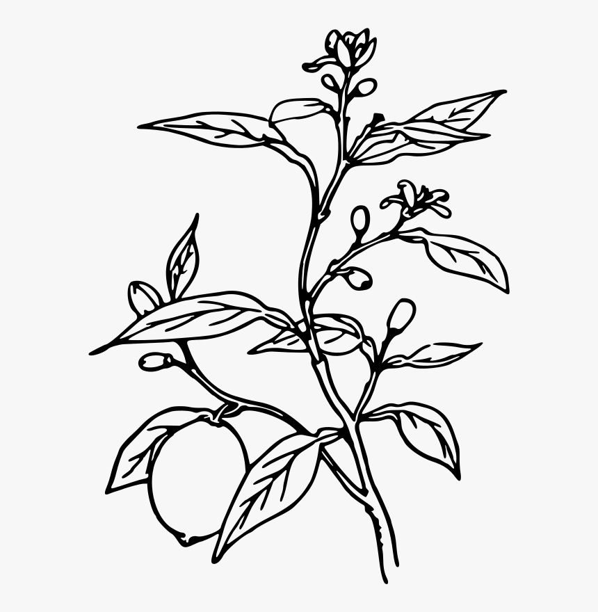 Lemon Tree - Plant Black And White, HD Png Download