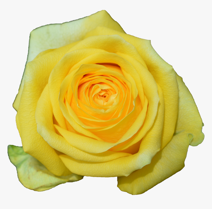 Transparent Dark Rose Png - Floribunda, Png Download