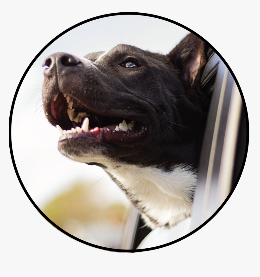 Hot Cars Image - Dog, HD Png Download