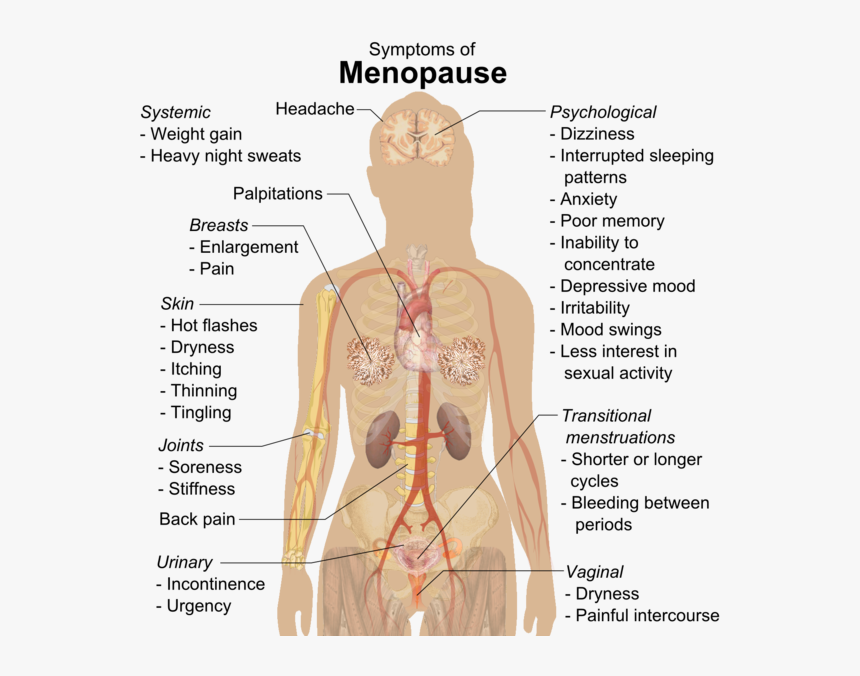 Symptoms Of Menopause - Science Parts Of The Body, HD Png Download